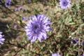 Globularia alypum